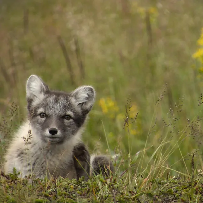 An Arctic fox with gray and white fur sits in the grass with yellow wildflowers in the background