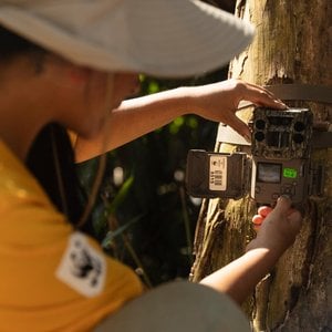 Vania Tejada sets up a camera trap to monitor wildlife in the Maderacre concession, Amazon, Peru