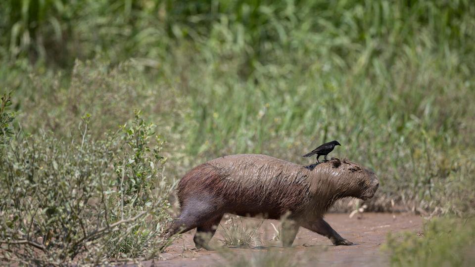 A capybara walks across a muddy patch with a black bird on its head and green grasses in the background