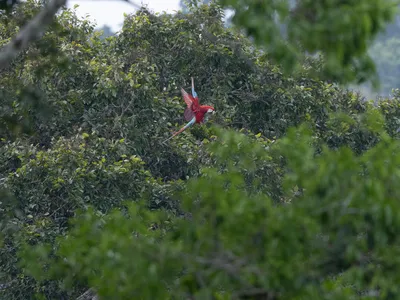 A scarlet macaw aims to land on a fruit tree inside the Tambopata reserve inside the Madre de Dios region of the Peruvian Amazon