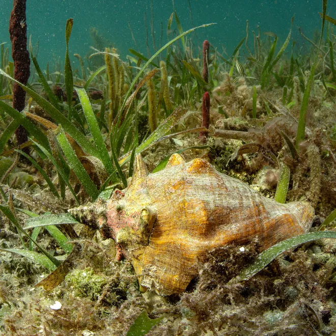 Underwater photo of conch and diver