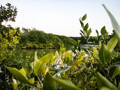 A waterway surrounded by lush green mangroves in the Yucatan