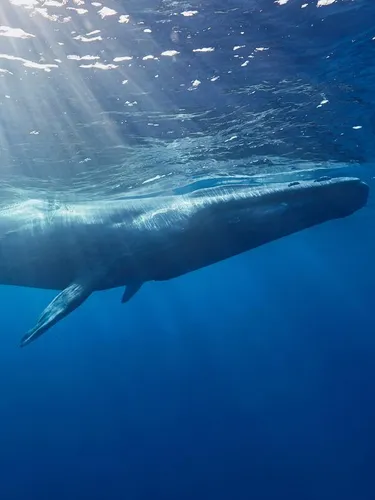 A blue whale swims just below the surface with sunlight shining down