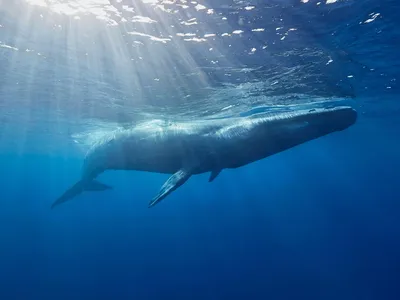 A blue whale swims just below the surface with sunlight shining down