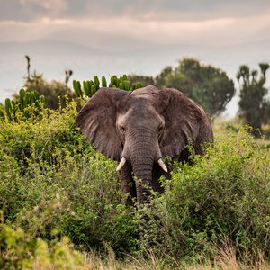 Closeup of confiscated ivory from Dzanga-Sangha Reserve