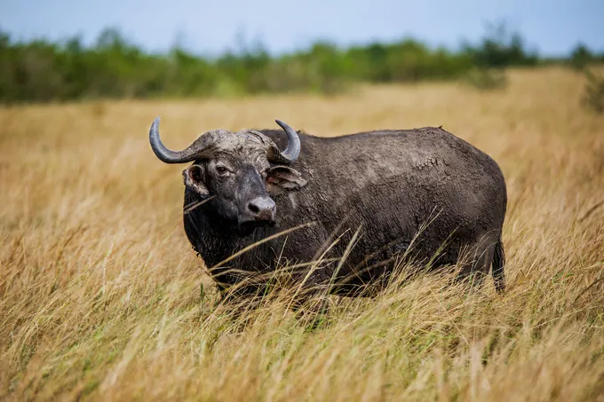 A buffalo stands in tall golden grass