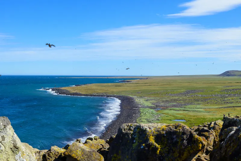 Distant view of an auklet colony on the shores near Savoonga, Alaska