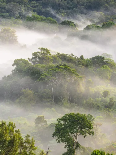 A misty aerial view of rainforest in Papua New Guinea