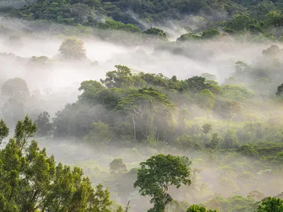 A misty aerial view of rainforest in Papua New Guinea