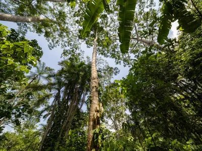 Forest_Madre de dios_Nbs-OP_Andres Murrieta