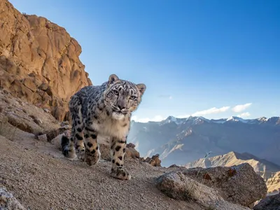 A snow leopard walks toward camera