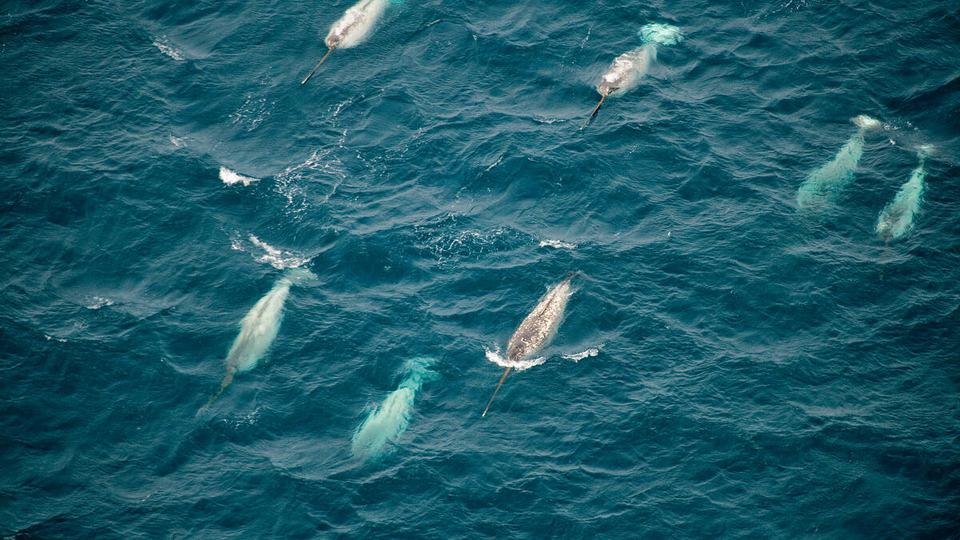 A pod of narwhals swims at the surface of the water with some of their backs above the surface