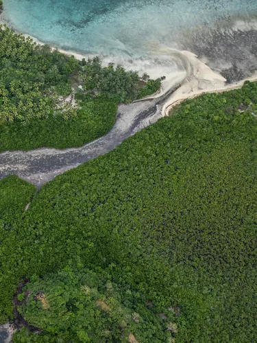 An aerial view of mangrove forest with two bodies of water on either side