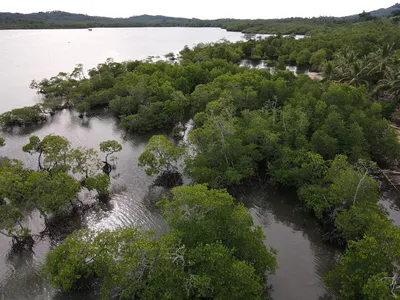 Drone shot of the mangrove forest in southern Palawan