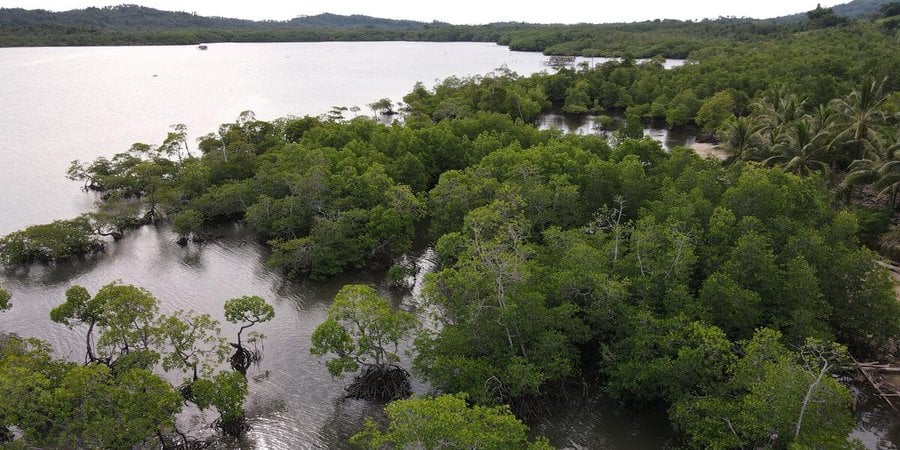 Drone shot of the mangrove forest in southern Palawan