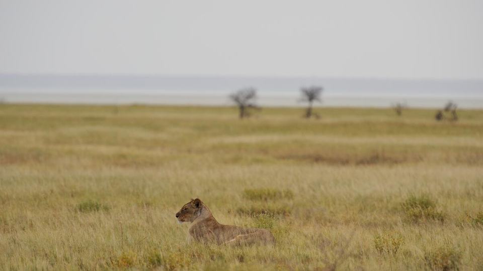 A lioness seen in profile lying in tall brown grass with an expanse of grassland in the background