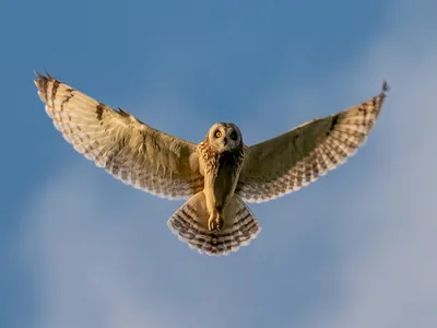 An owl with wings spread  in blue sky