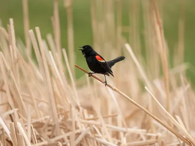 Red-winged blackbird perched on grass
