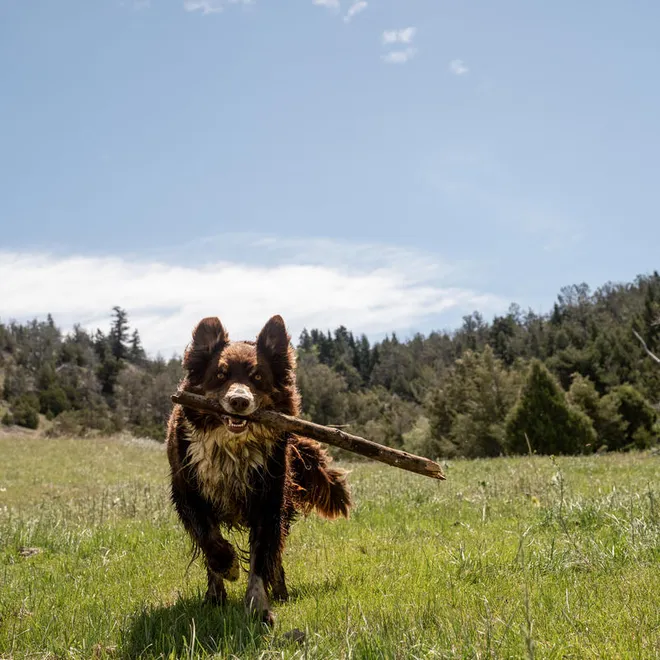 A brown dog carrying a stick trots across grass toward the camera on a sunny day