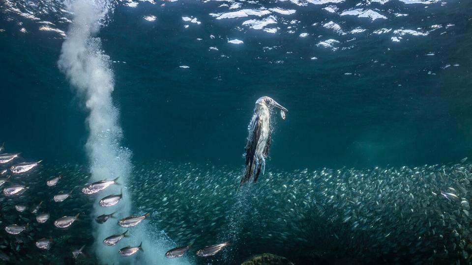 A blue-footed booby seen underwater swimming up toward the surface near a school of fish and bubble trail