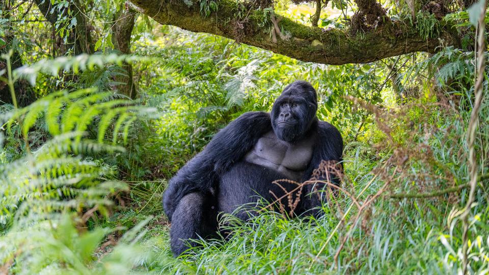 A silverback gorilla lounges among ferns beneath a tree in a forest in Uganda