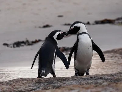A pair of African penguins on the beach