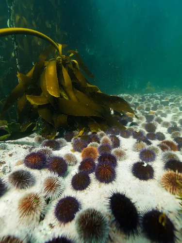 an underwater view of various sea urchins scattered across the white sands of the ocean floor