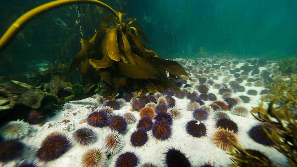 an underwater view of various sea urchins scattered across the white sands of the ocean floor