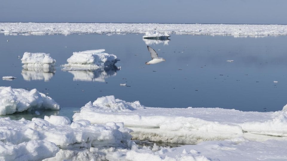 A sea bird flies over ice floes off the coast of St. Lawrence Island