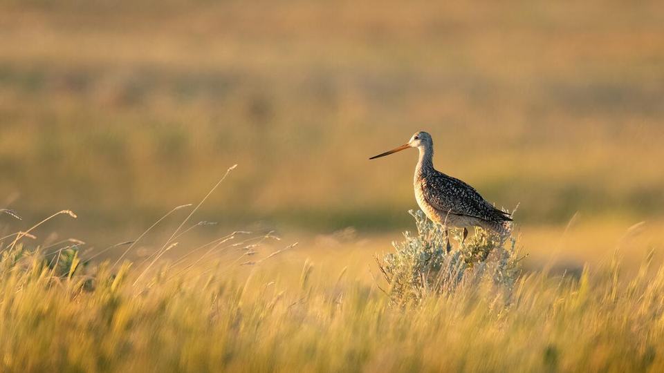 Ground bird with long bill standing in brown grass