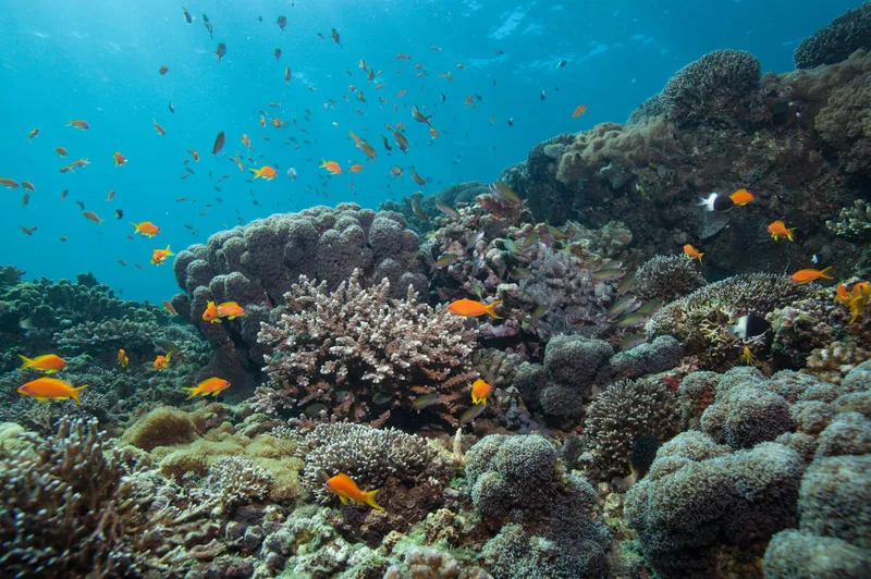 An underwater view of orange fish swimming alongside a coral reef