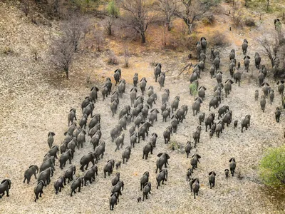 An aerial view of a giant herd of elephants moving across dry dirt with few trees to the Zambezi River