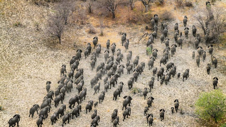 An aerial view of a giant herd of elephants moving across dry dirt with few trees to the Zambezi River