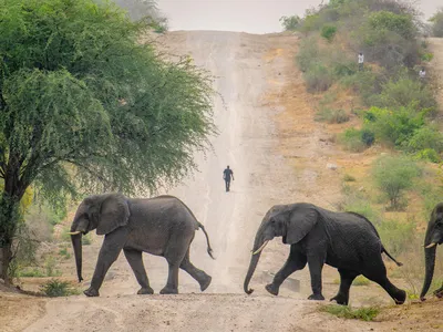 Three elephants cross a dirt road and a person walks on the road in the distance