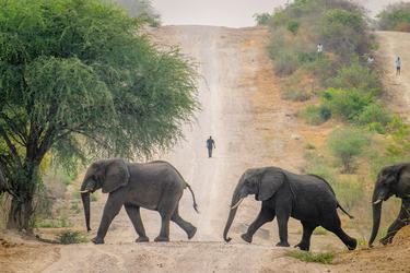 Three elephants cross a dirt road and a person walks on the road in the distance