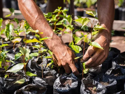 A close-up of a person planting a sapling in a nursery.