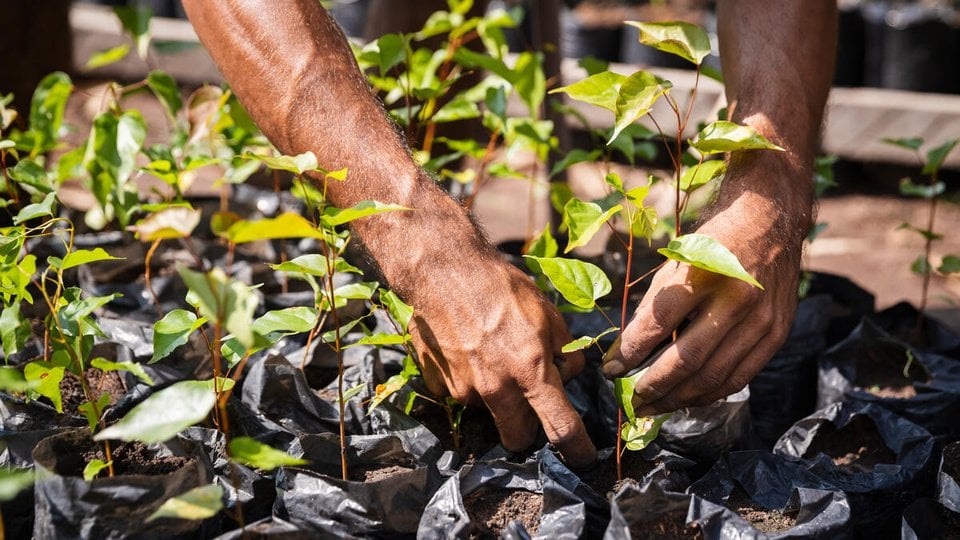 A close-up of a person planting a sapling in a nursery.