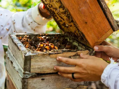 A close up of a white box with honey opened by two people