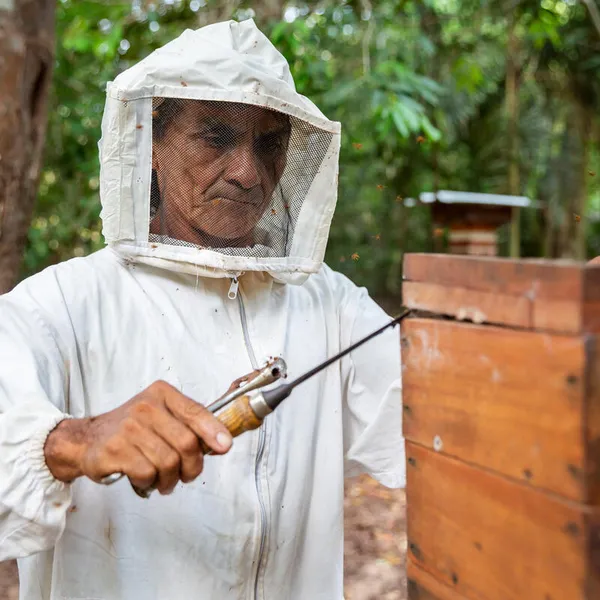Beekeeper José Ivanildo Correa dos Santos tends to a hive in a white beekeeping suit