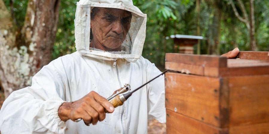 Beekeeper José Ivanildo Correa dos Santos tends to a hive in a white beekeeping suit