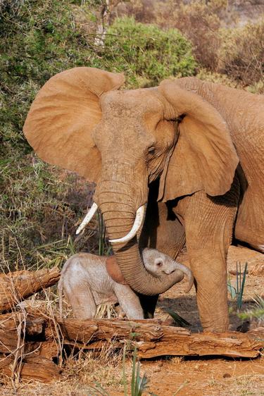 An elephant mother stands over her calf, wrapping her trunk around the baby's trunk