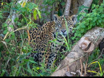 Jaguar staring out from tall grass