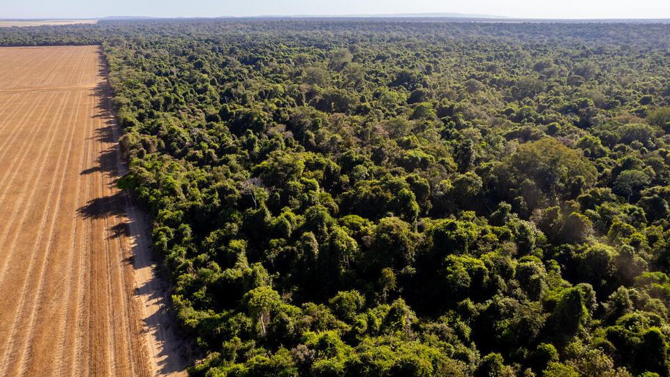 An aerial view of the Amazon where forest edge meets land plowed for agriculture