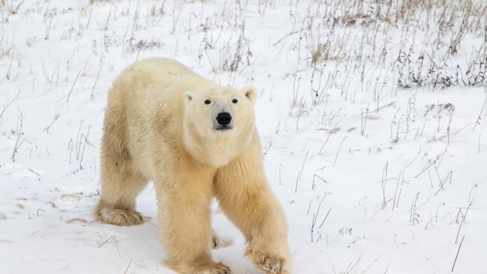 A polar bear looks up toward the camera as it walks through snow