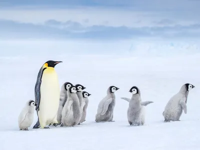 An emperor penguin and nine chicks walk across the snow