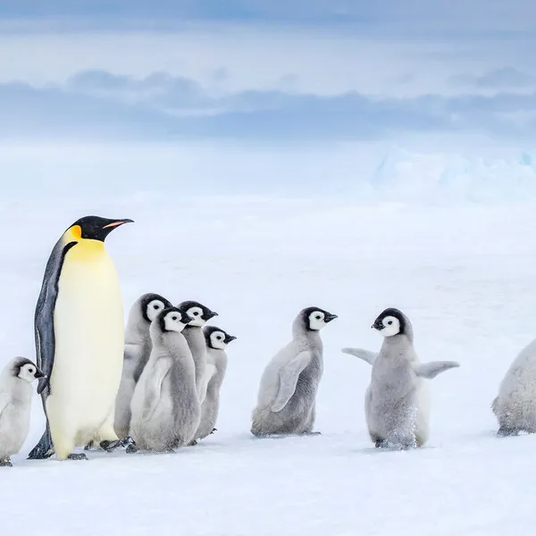 An emperor penguin and nine chicks walk across the snow