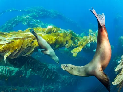 An adult sea lion and baby sea lion nearly touch noses underwater with kelp forest in the background