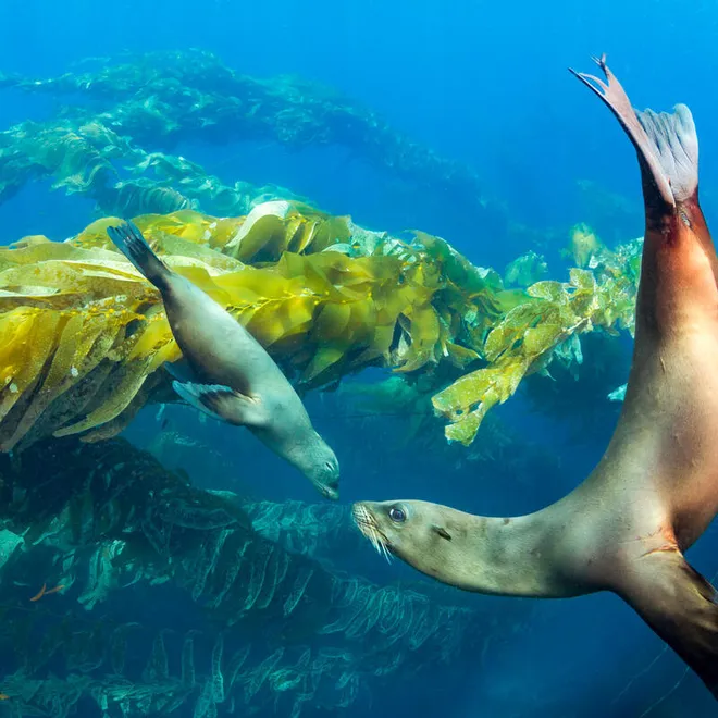 An adult sea lion and baby sea lion nearly touch noses underwater with kelp forest in the background