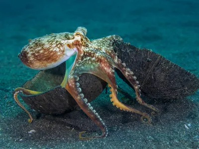 A veined octopus with brown and white splotchy skin moves along a sandy ocean floor