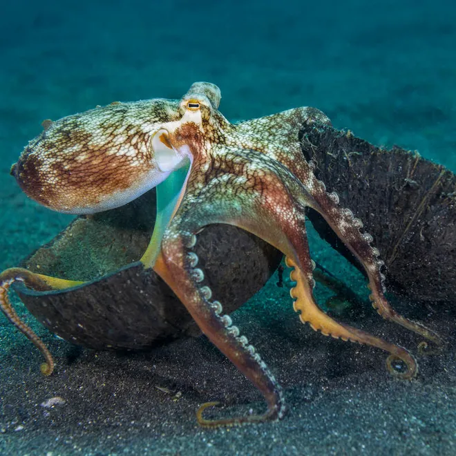 A veined octopus with brown and white splotchy skin moves along a sandy ocean floor